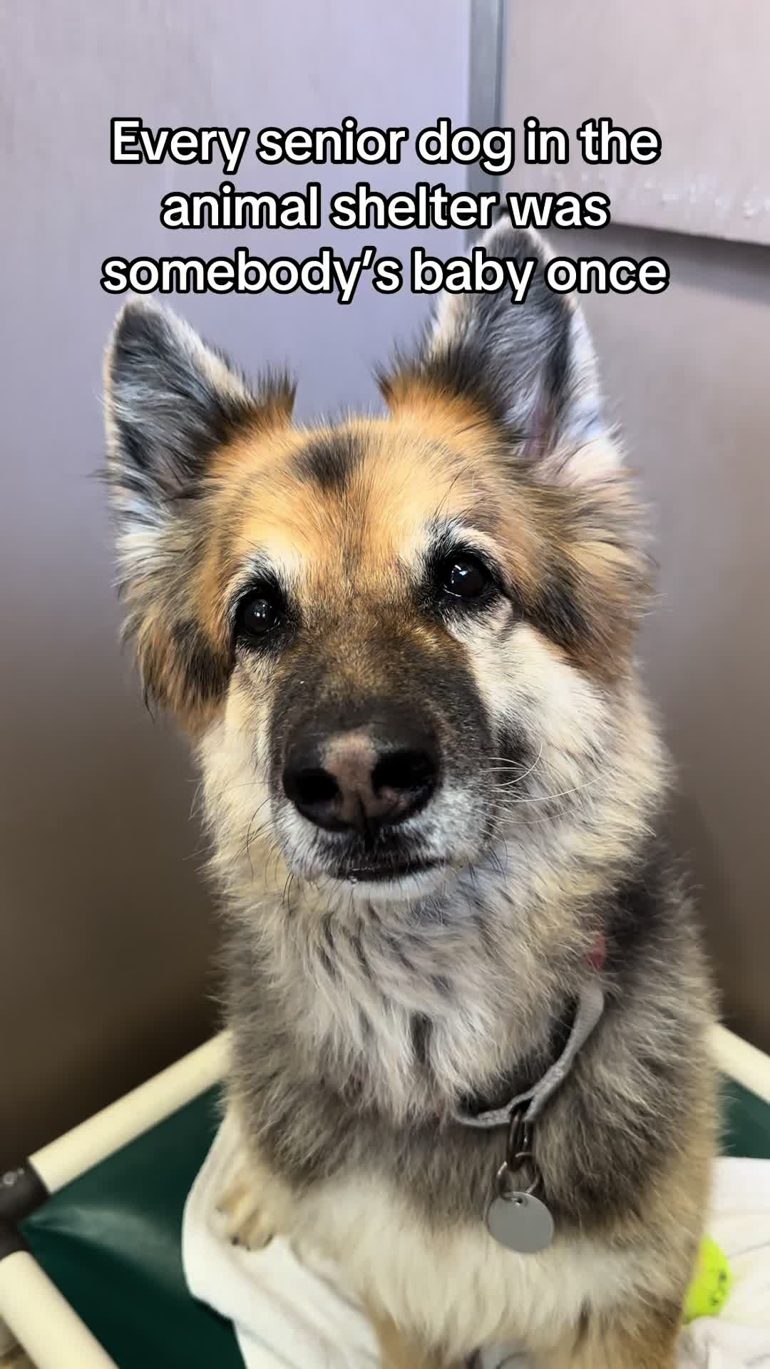 @Hawaiian Humane Society