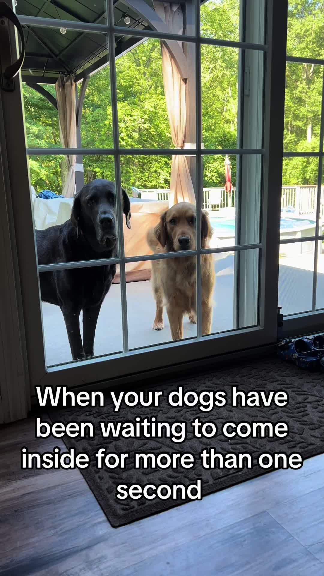 @Adventures of Gunner & Cookie