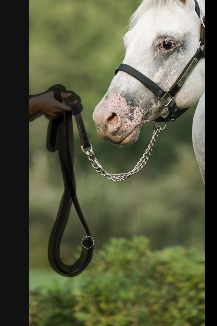 @Rachel ⚡️ Equine Photographer