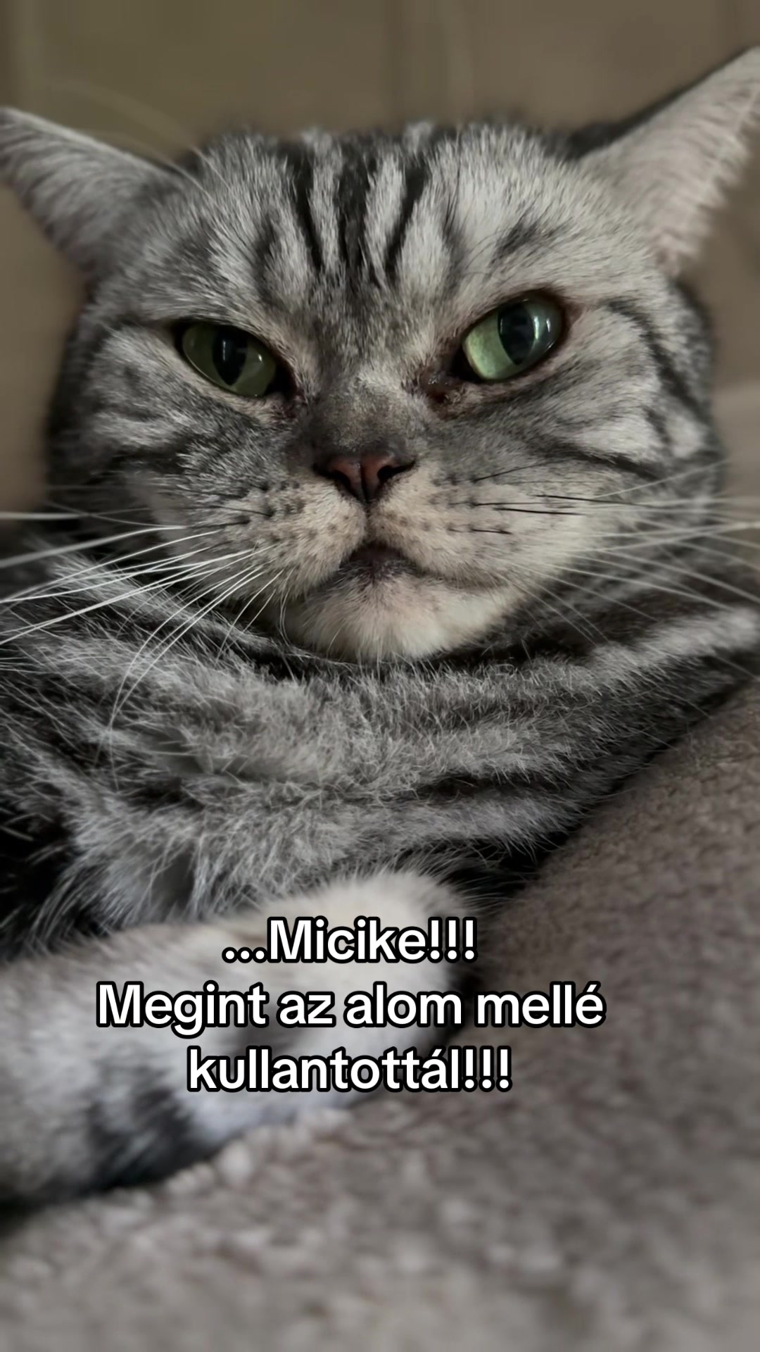 @🌻Kiss Heni & the CATS🐈⬛