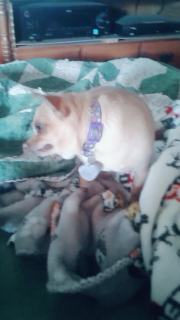 @ellie.the.teacup.pup