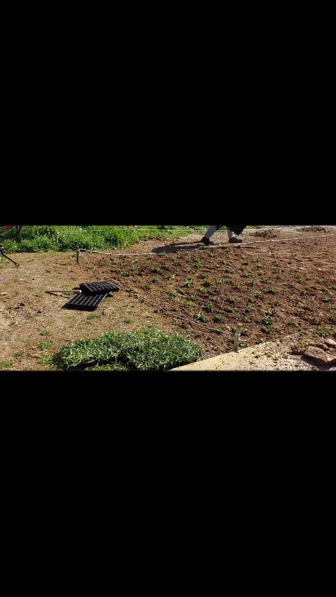 @Lotus bitki satışı