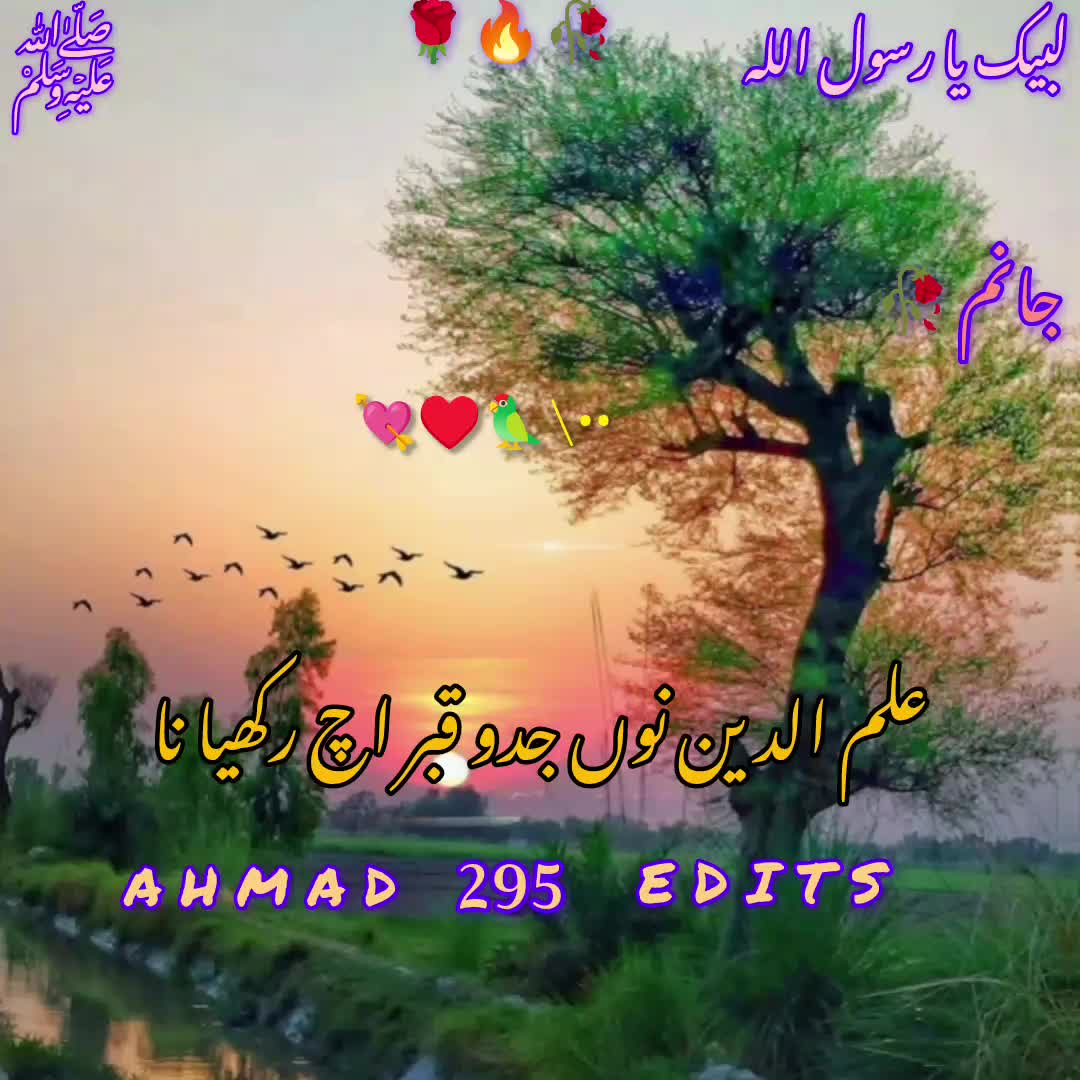 @Rizvi🌹shazaba 295