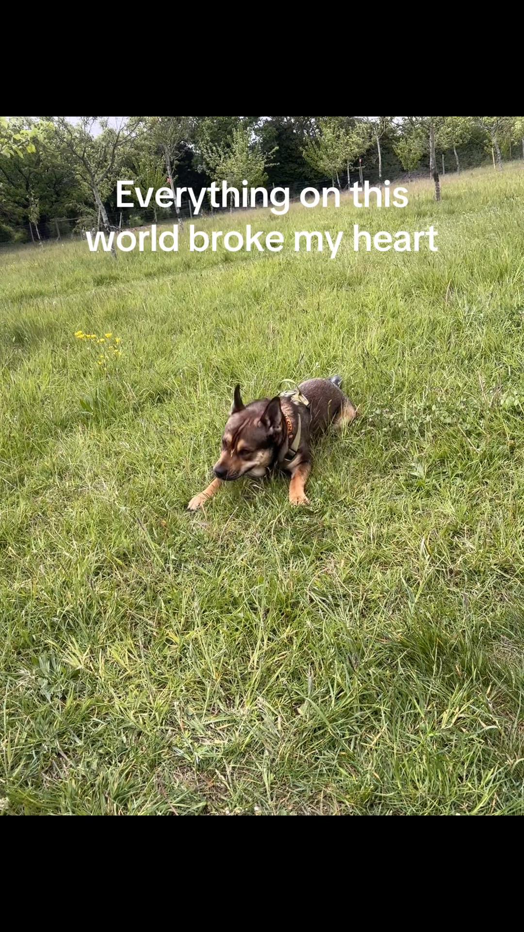 @RockyTheMutt