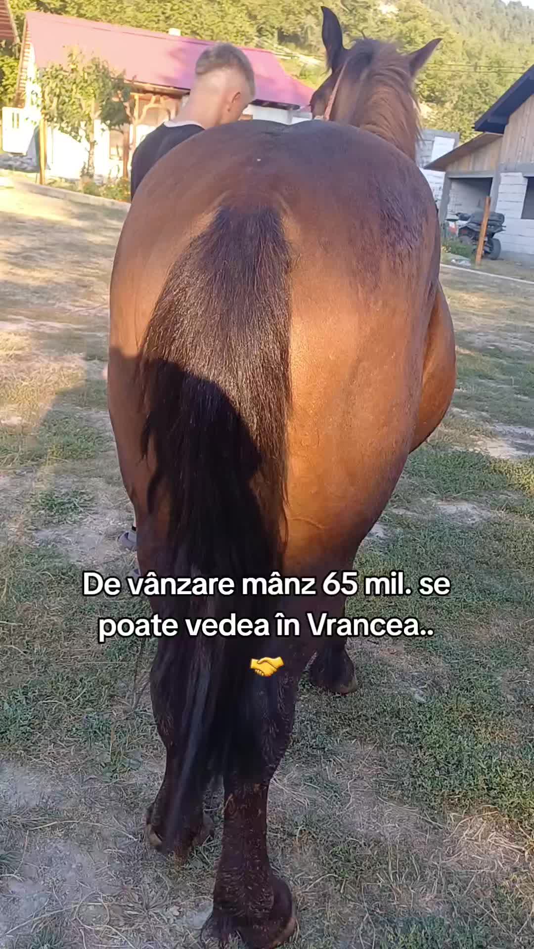 @Stelian