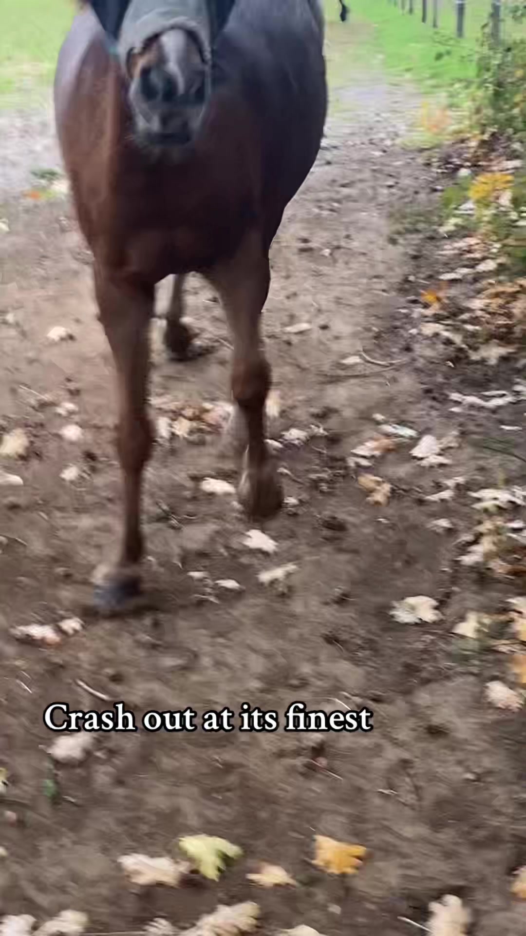 @My8hooves