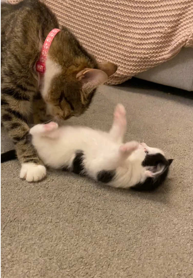 @Chloe Cat