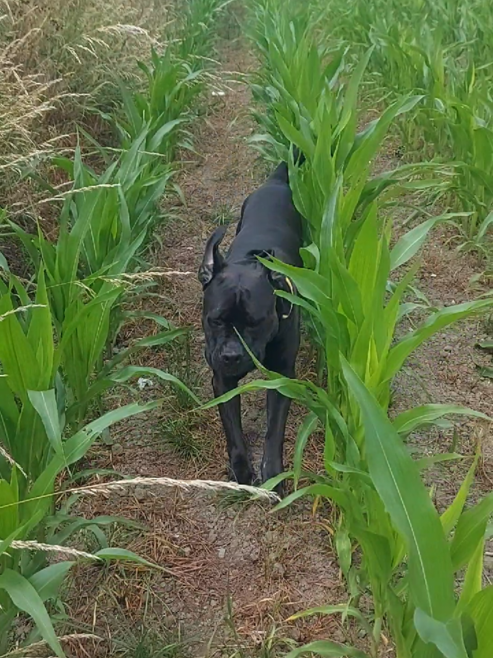 @Canecorspuppy