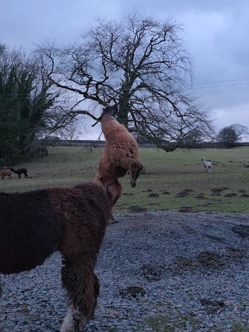 @Bardsea Alpacas and Llamas