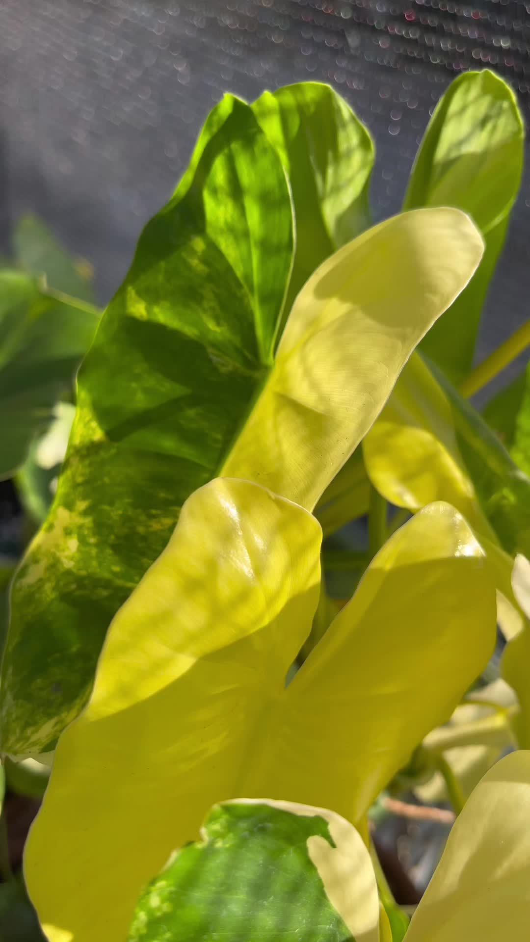 @Just_fishandplants