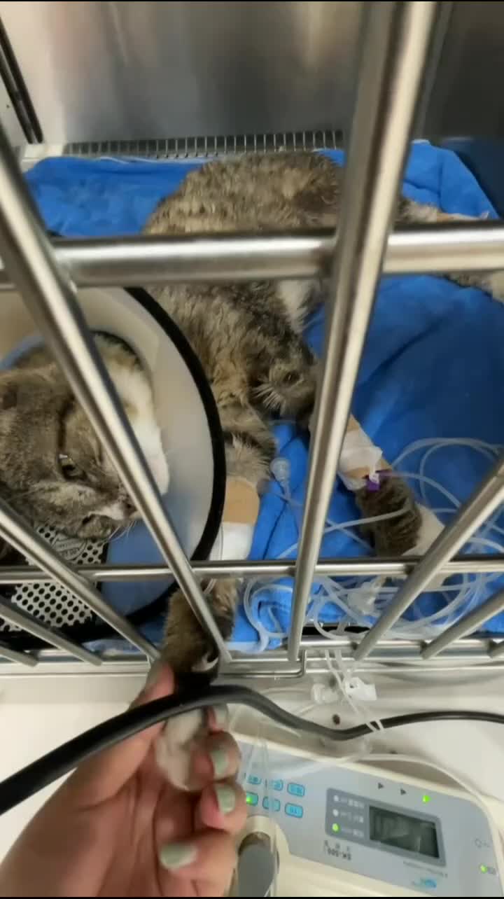 @Community_Animal_Rescue