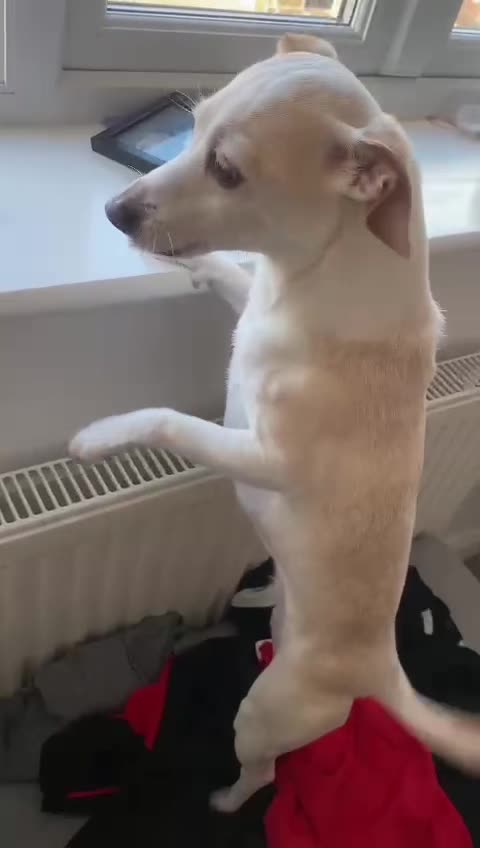 @Nala