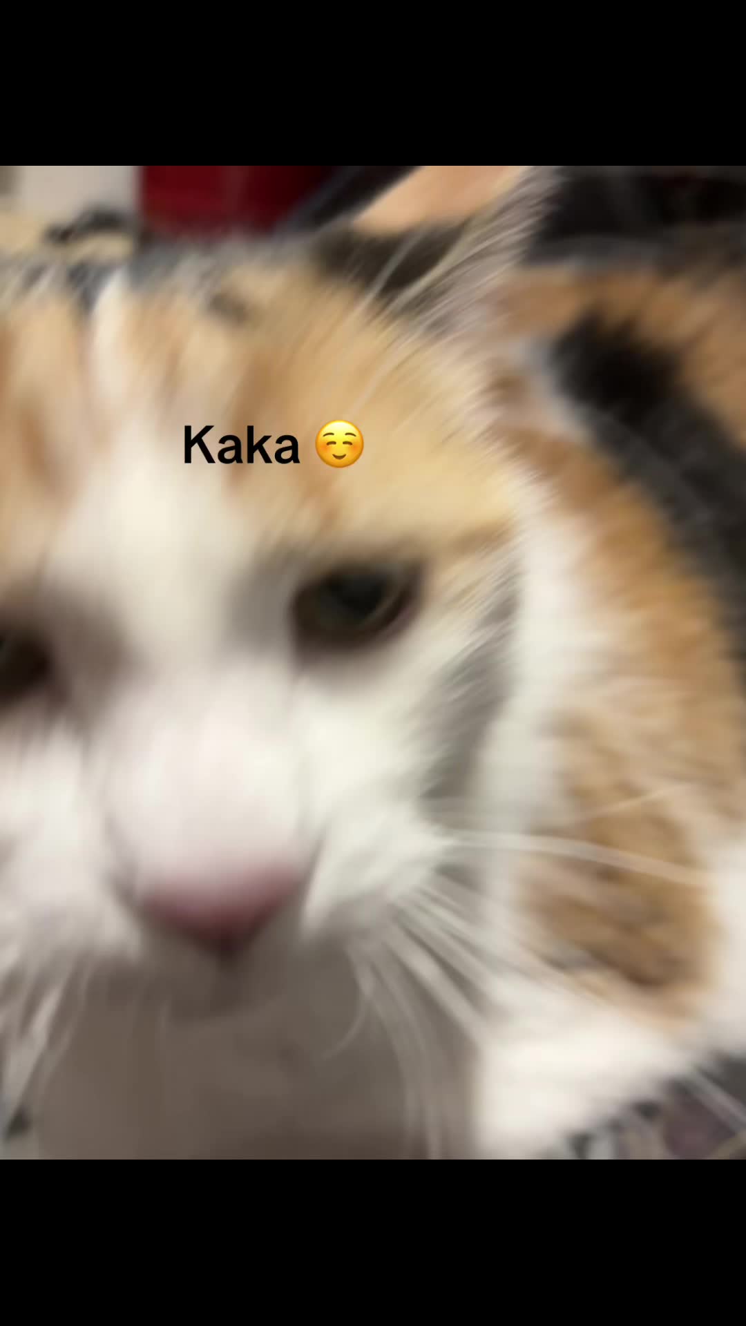 @🐞Maria🐈⬛🐾