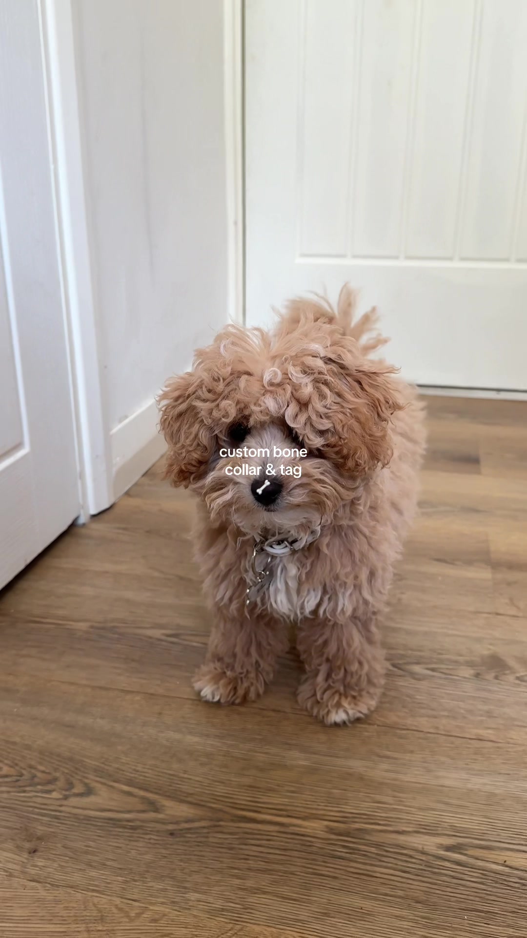 @Willow The Maltipoo