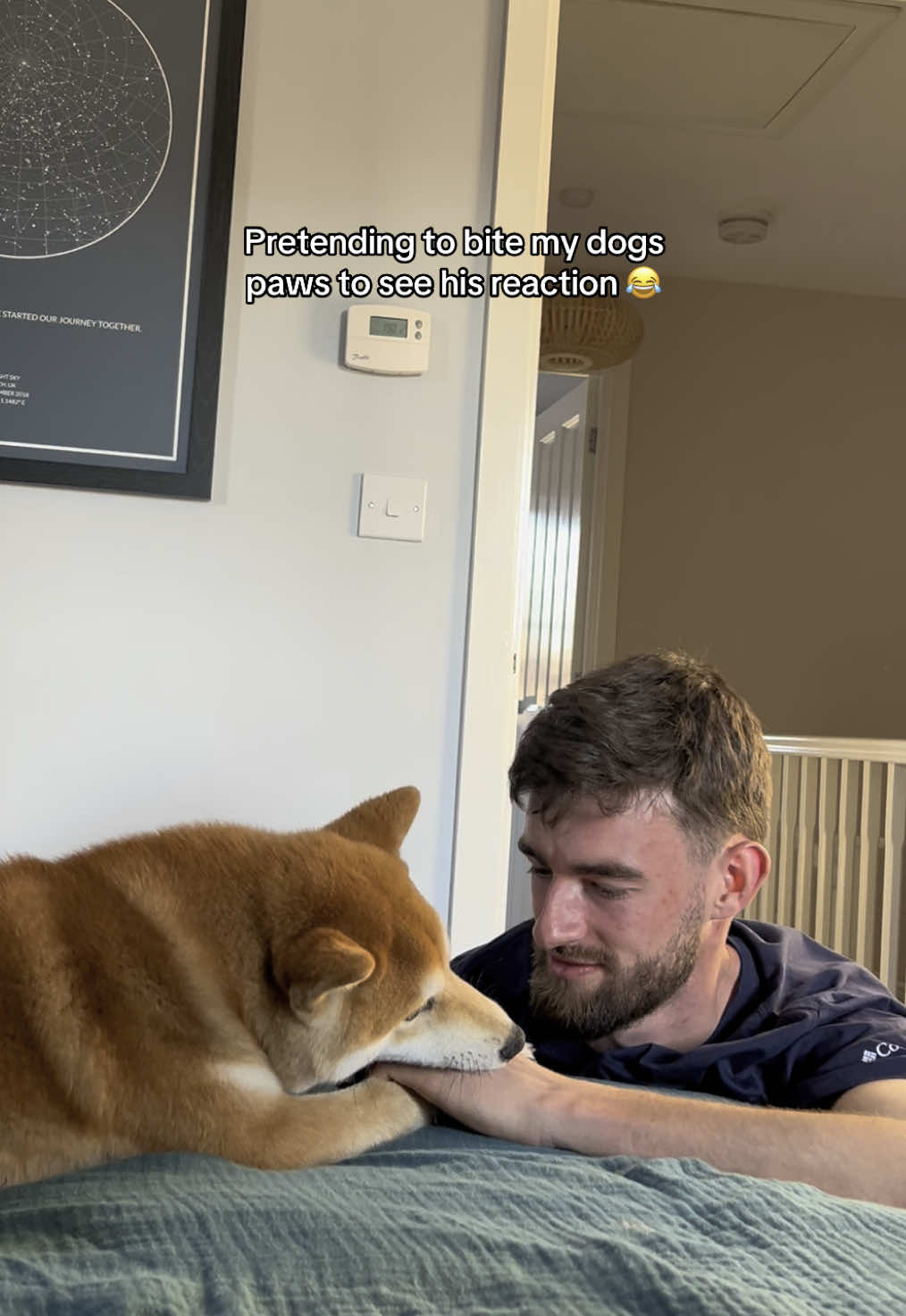 @Kenzo the Shiba