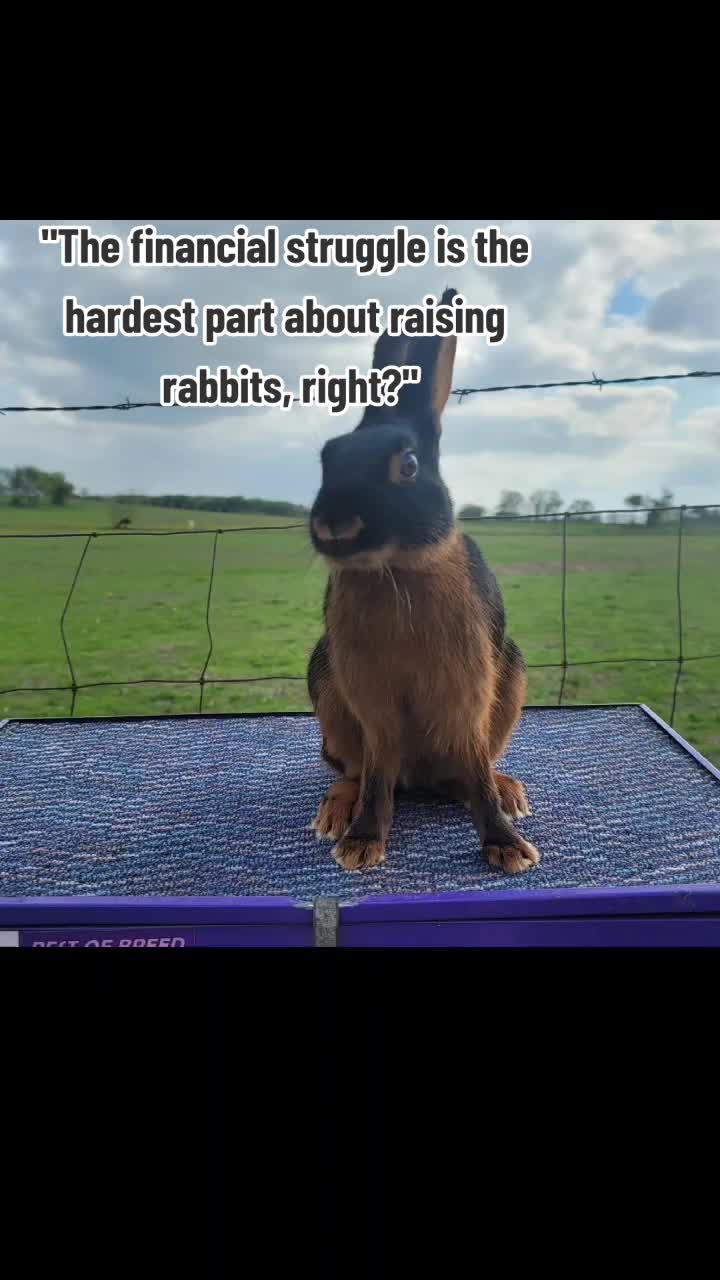 @ToT's Bunny Barn