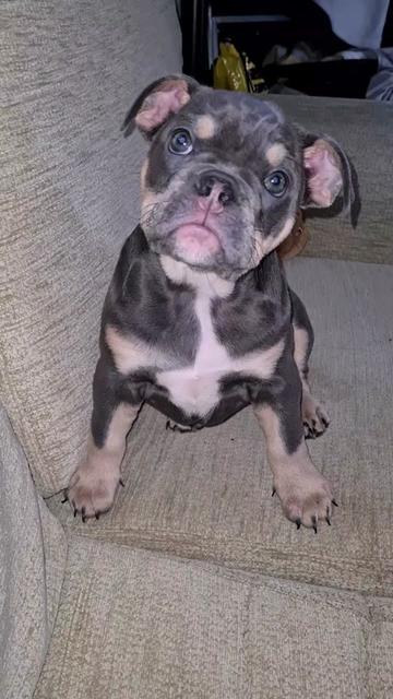 @dontbullymybreed