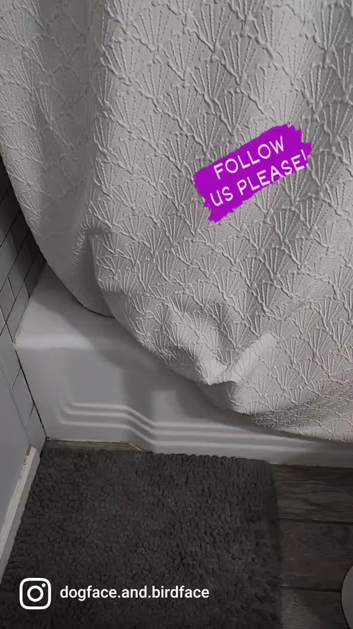 @dogface.and.birdface
