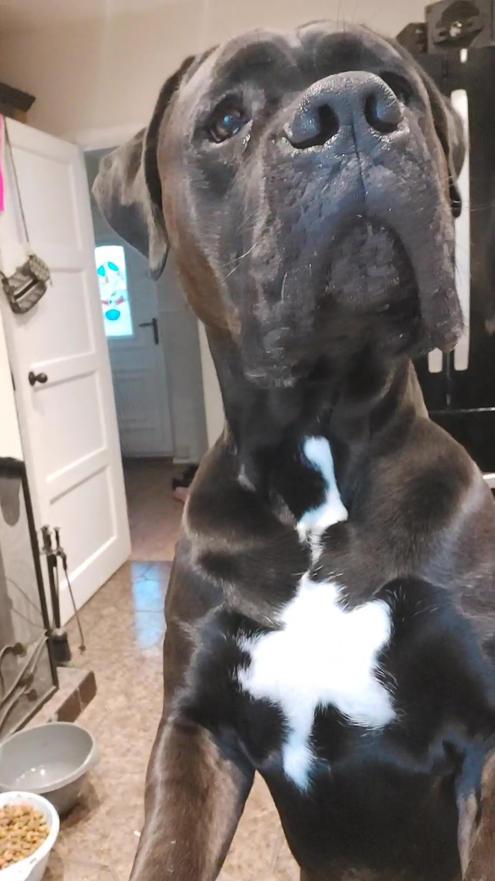 @Canecorspuppy