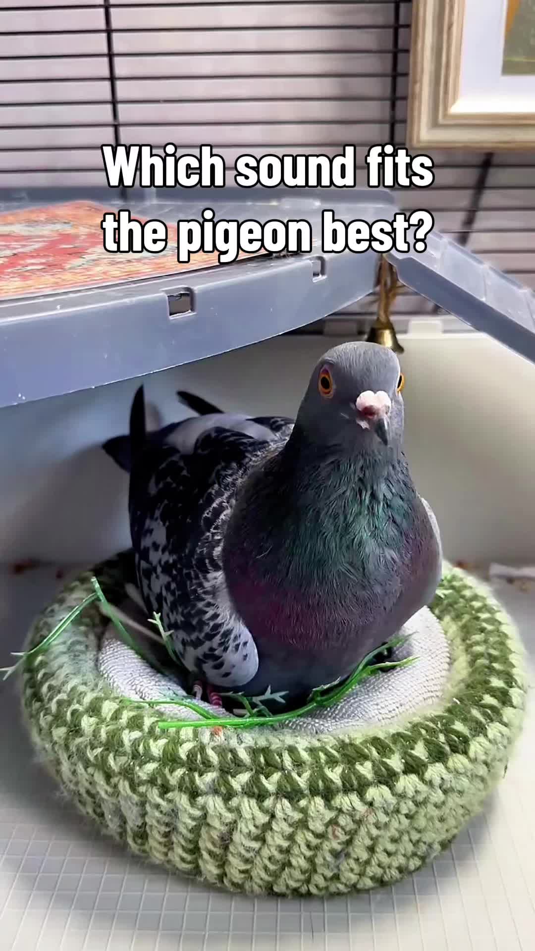 @Fidge the Pidge