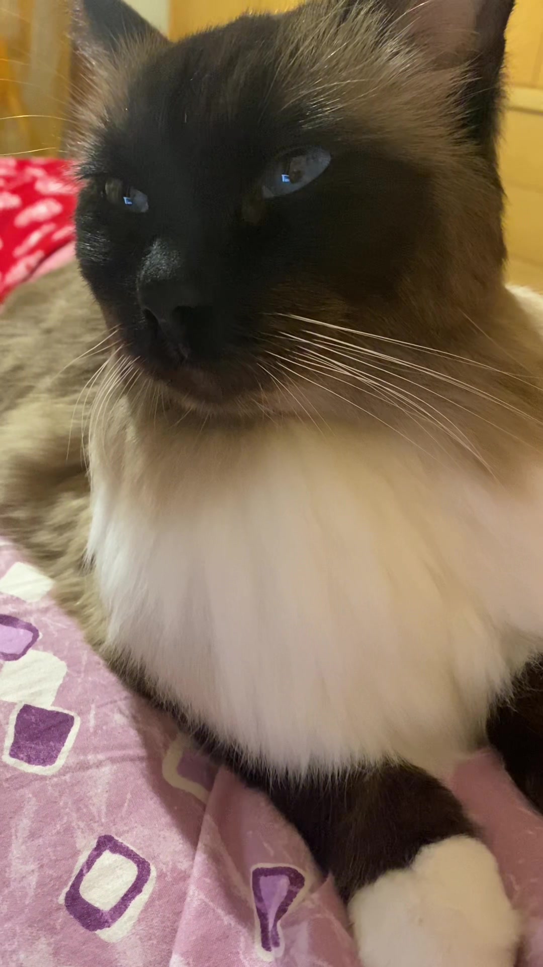 @Ren the Ragdoll Cat
