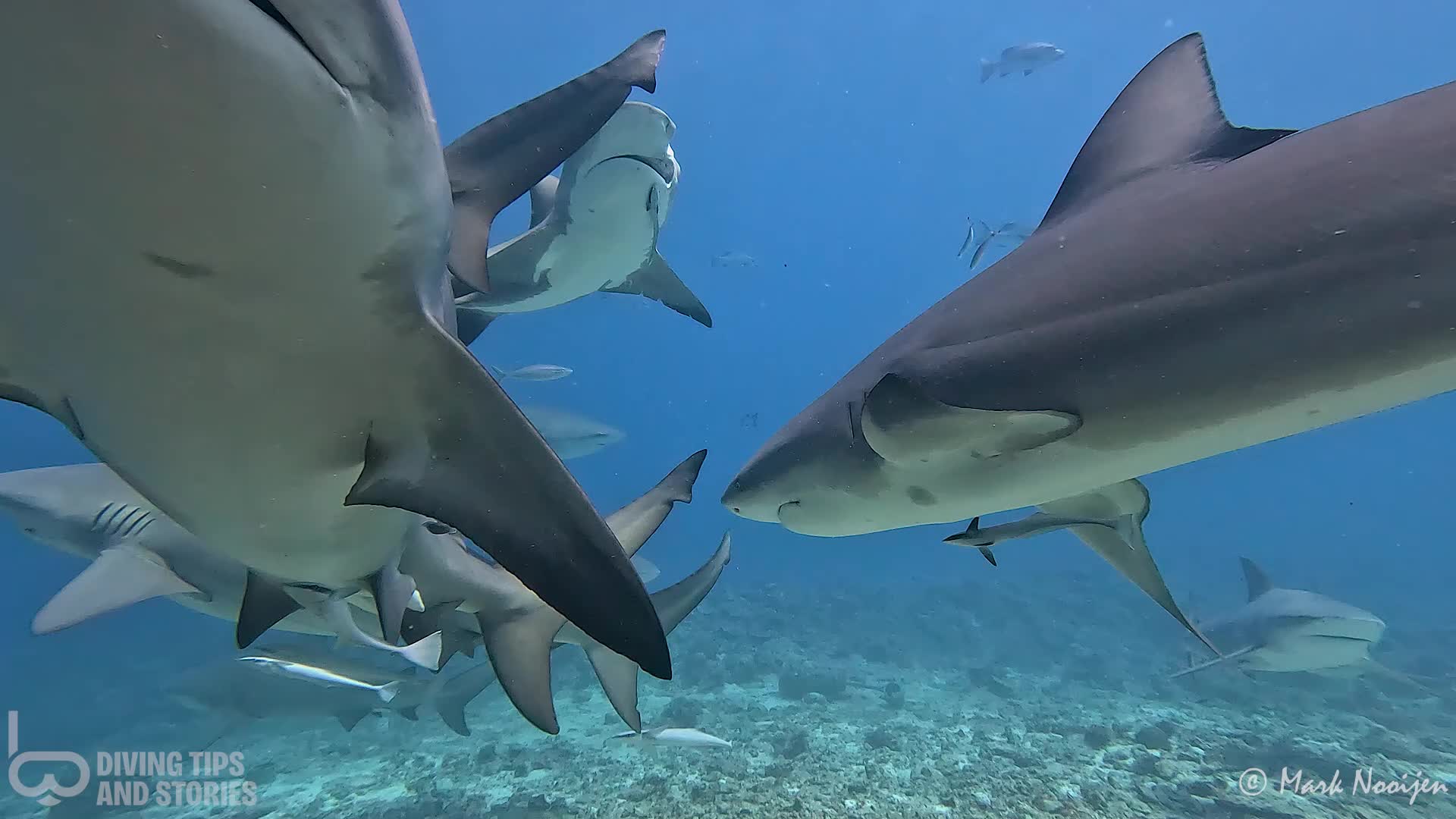 @Diving Tips and Stories