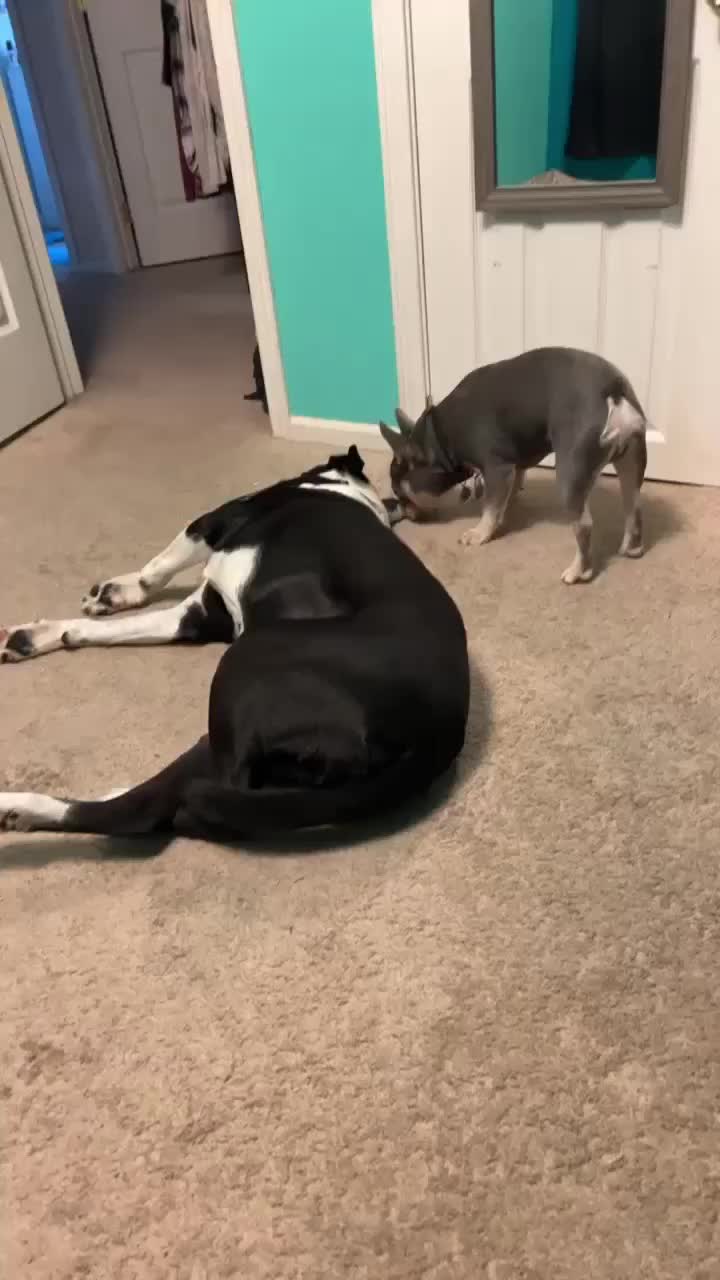 @AdventuresofMumford