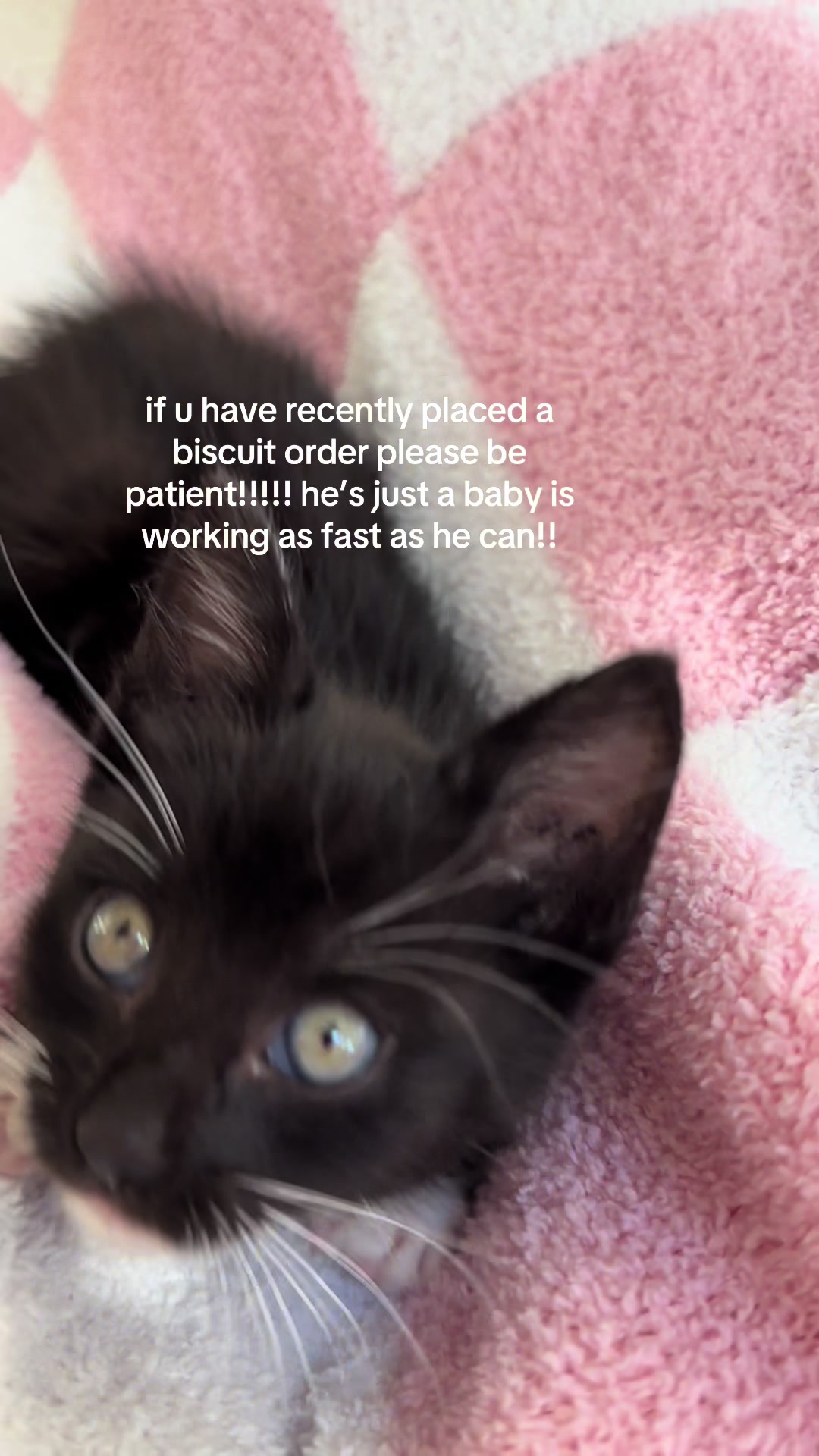 @bffs | brie’s feline friends