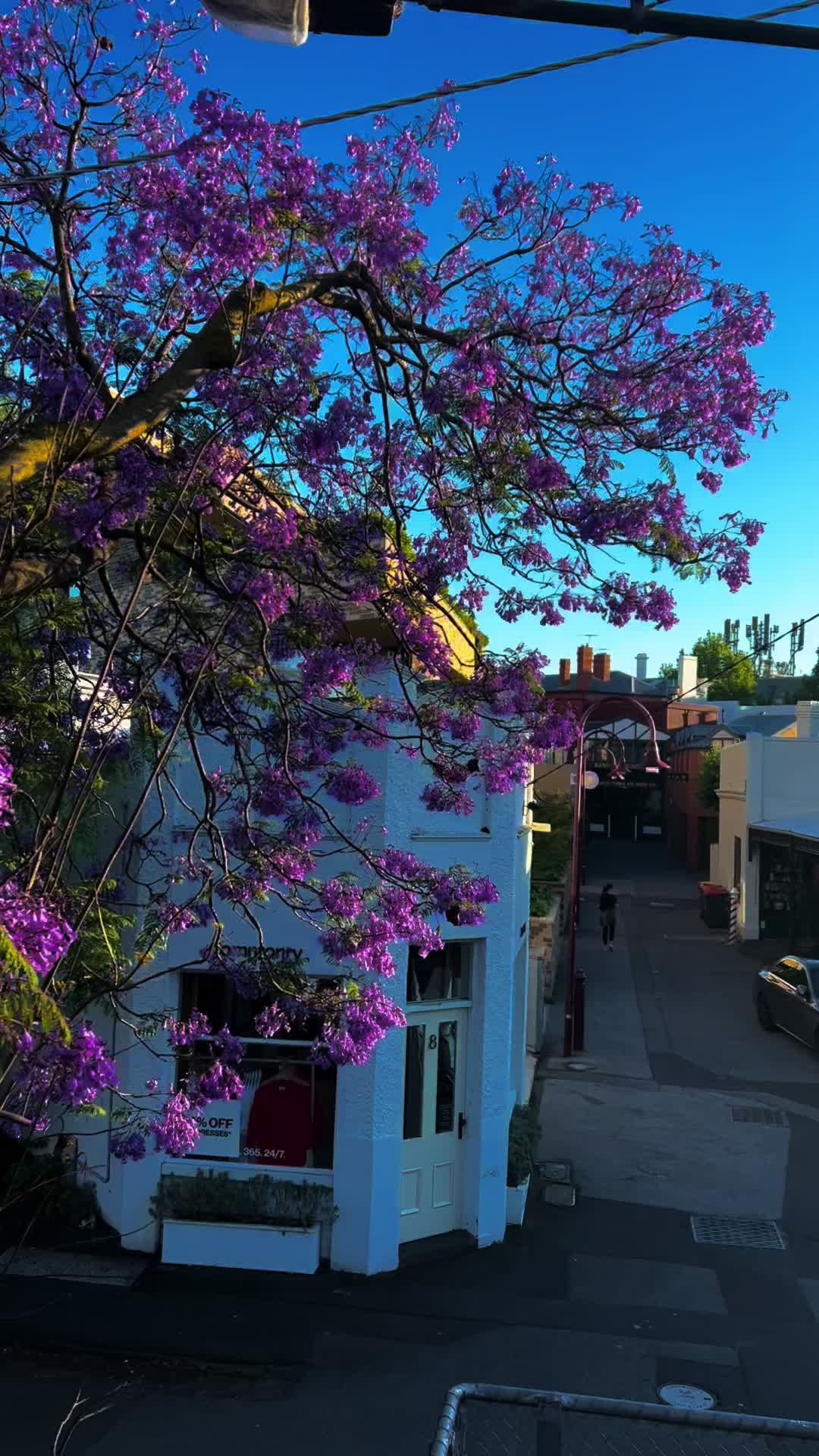 @🦋