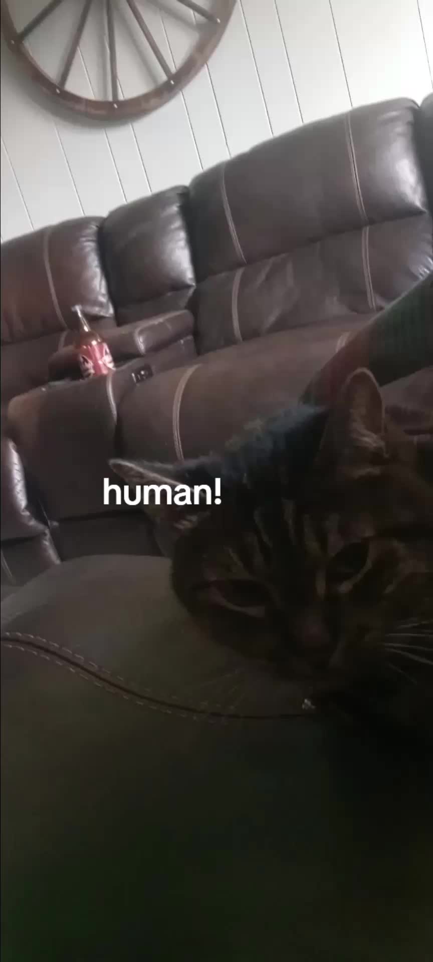 @Relaxcat_Tigerjames