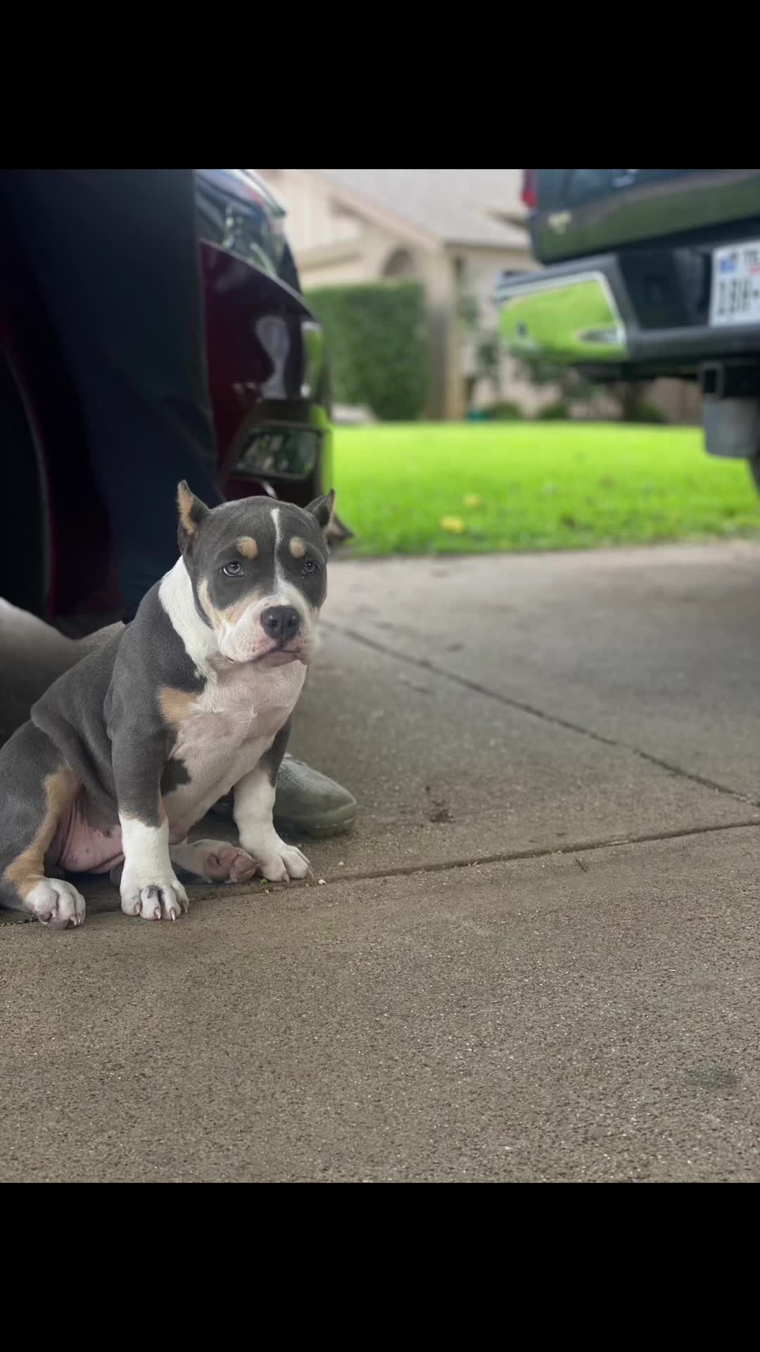 @Grimey Bullys 🐾🦴
