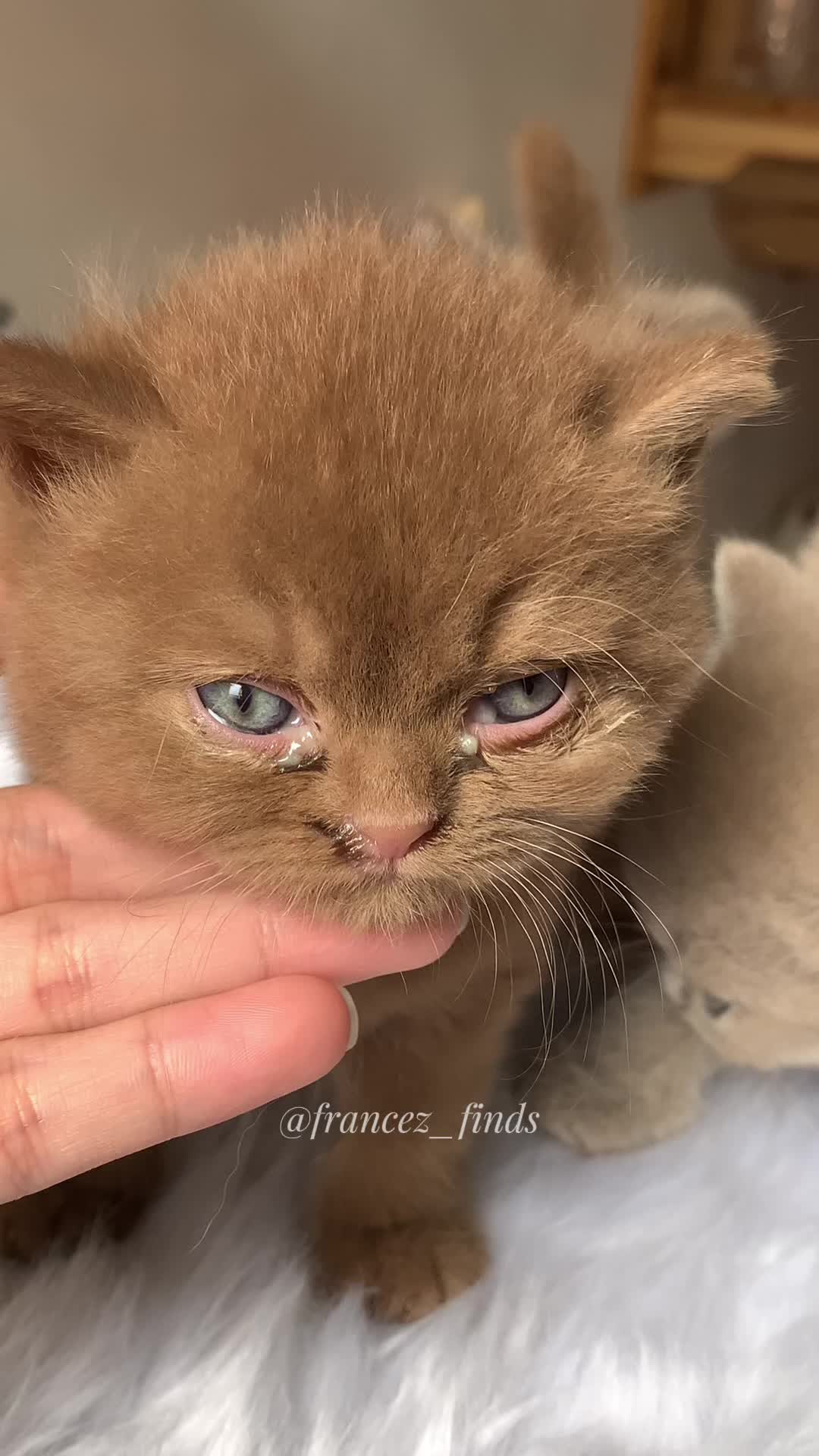 @Francez_finds