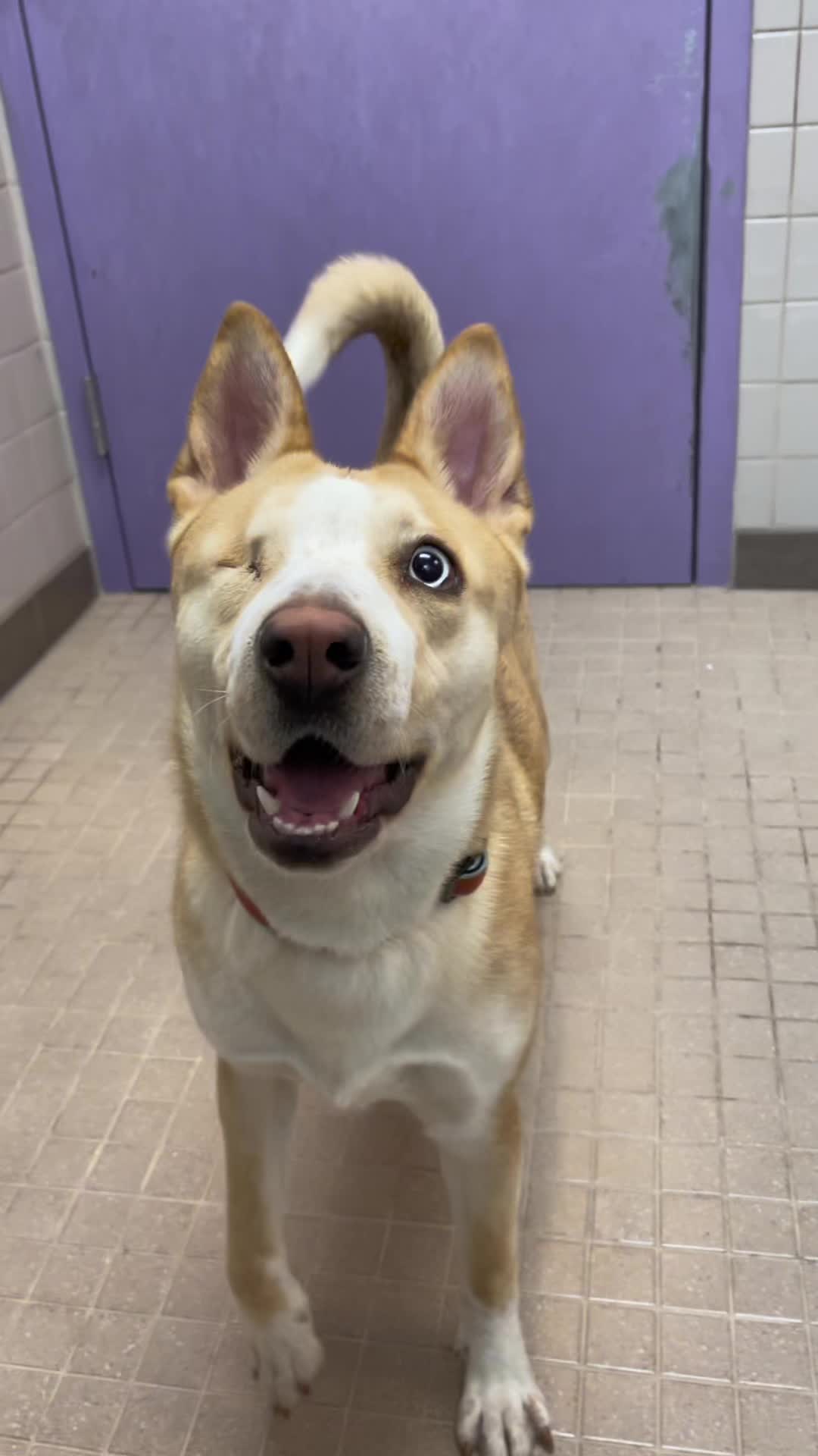 @animalhumanenm