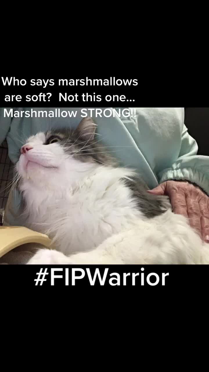 @OnlyKindnessRescue
