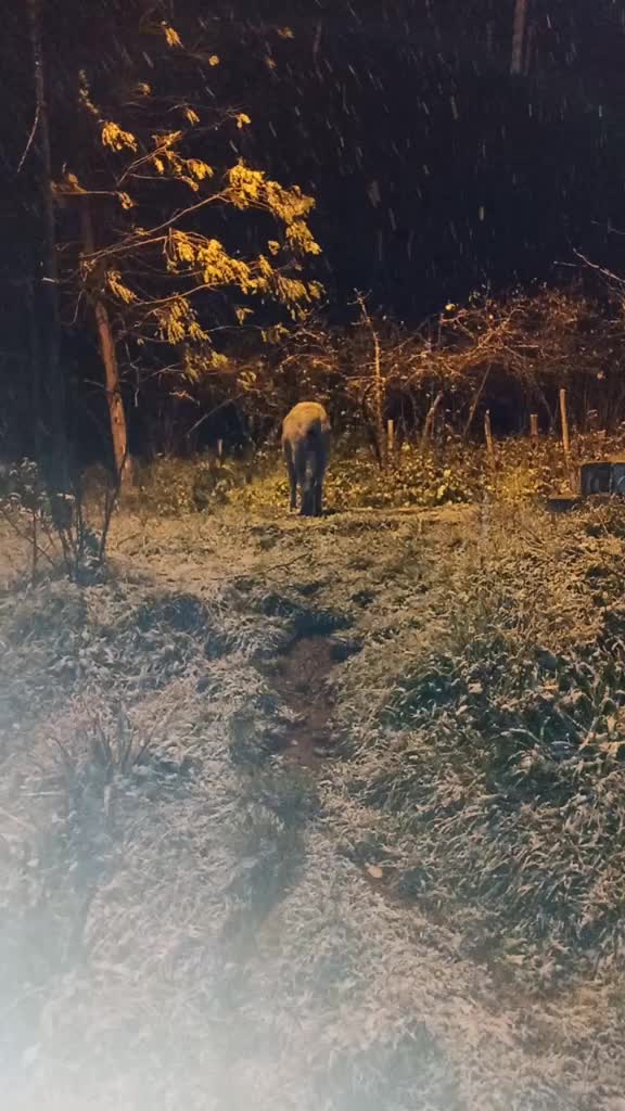 @ordulii