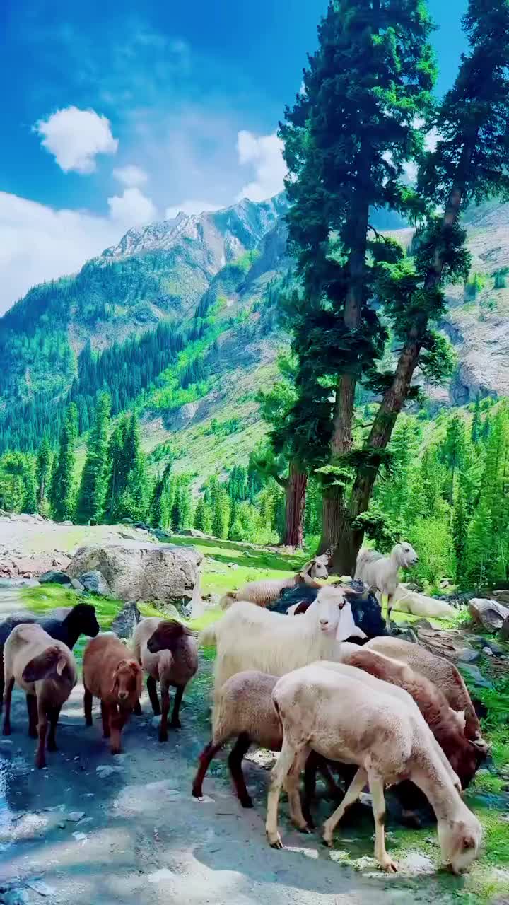 @ihsanayazihsa8