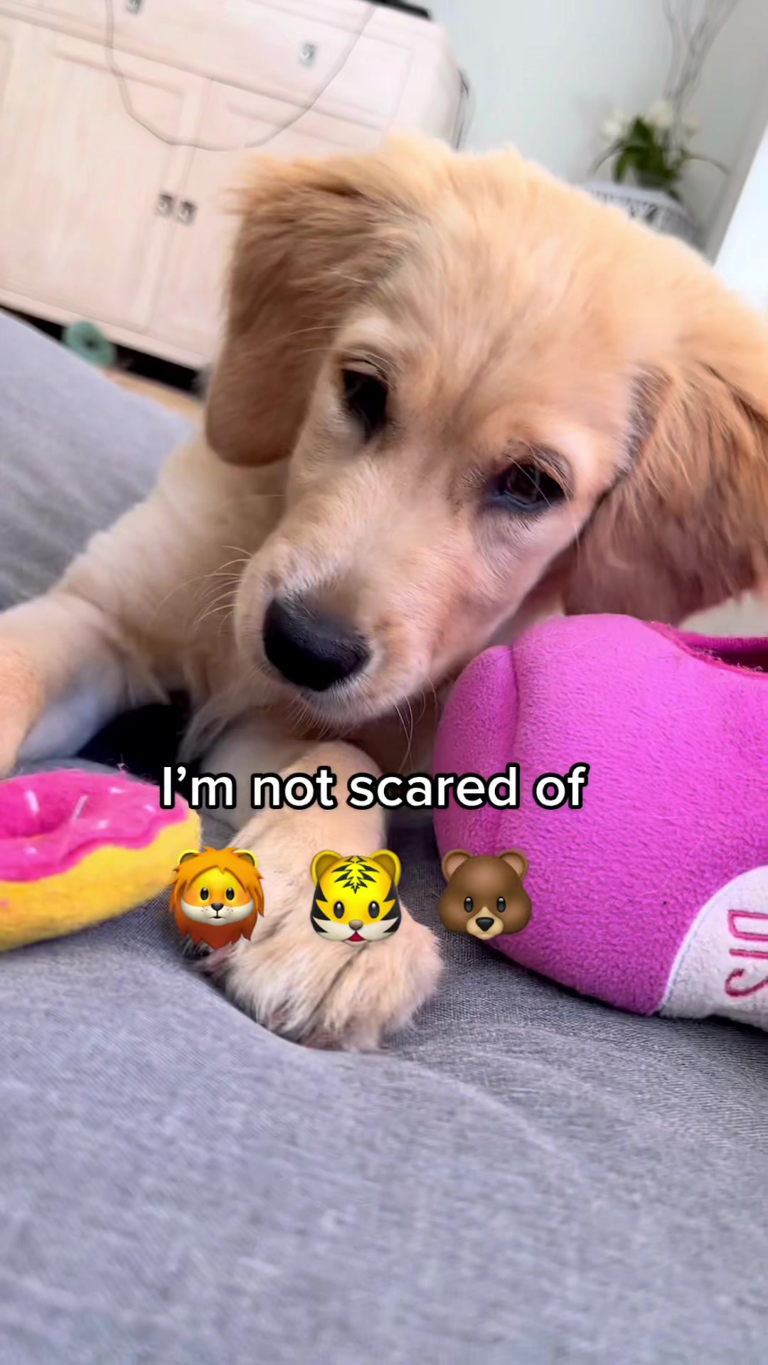 @Scout and Bailey 🐕🐶