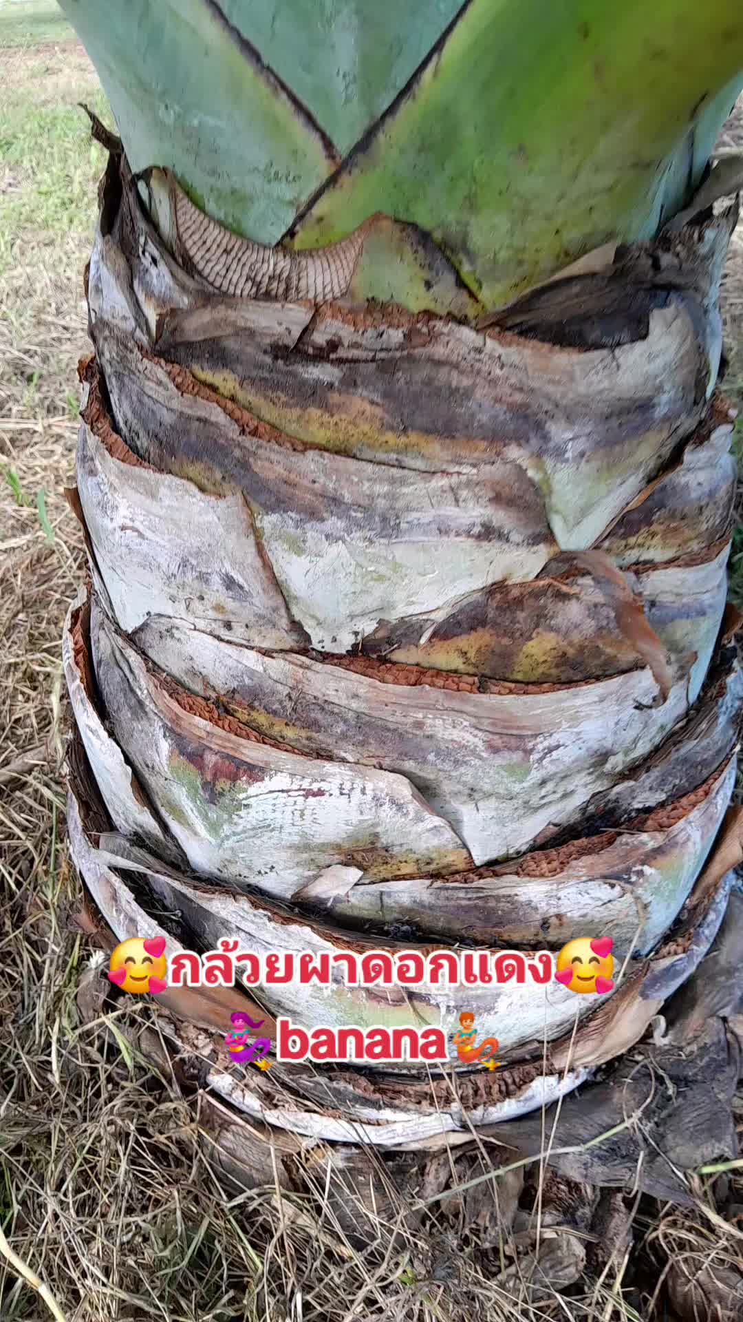 @หัสดี