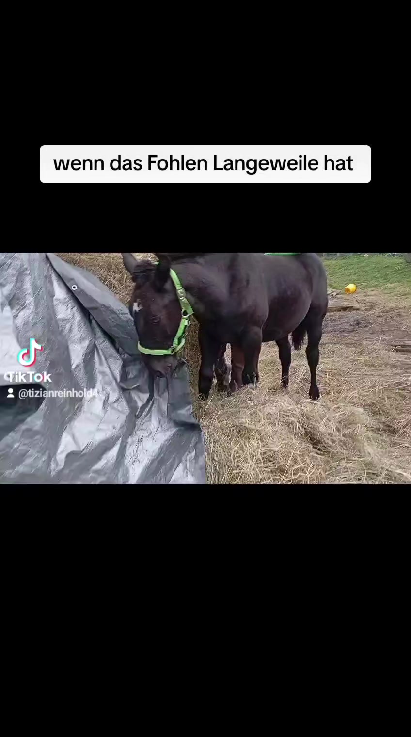 @Rindvieh