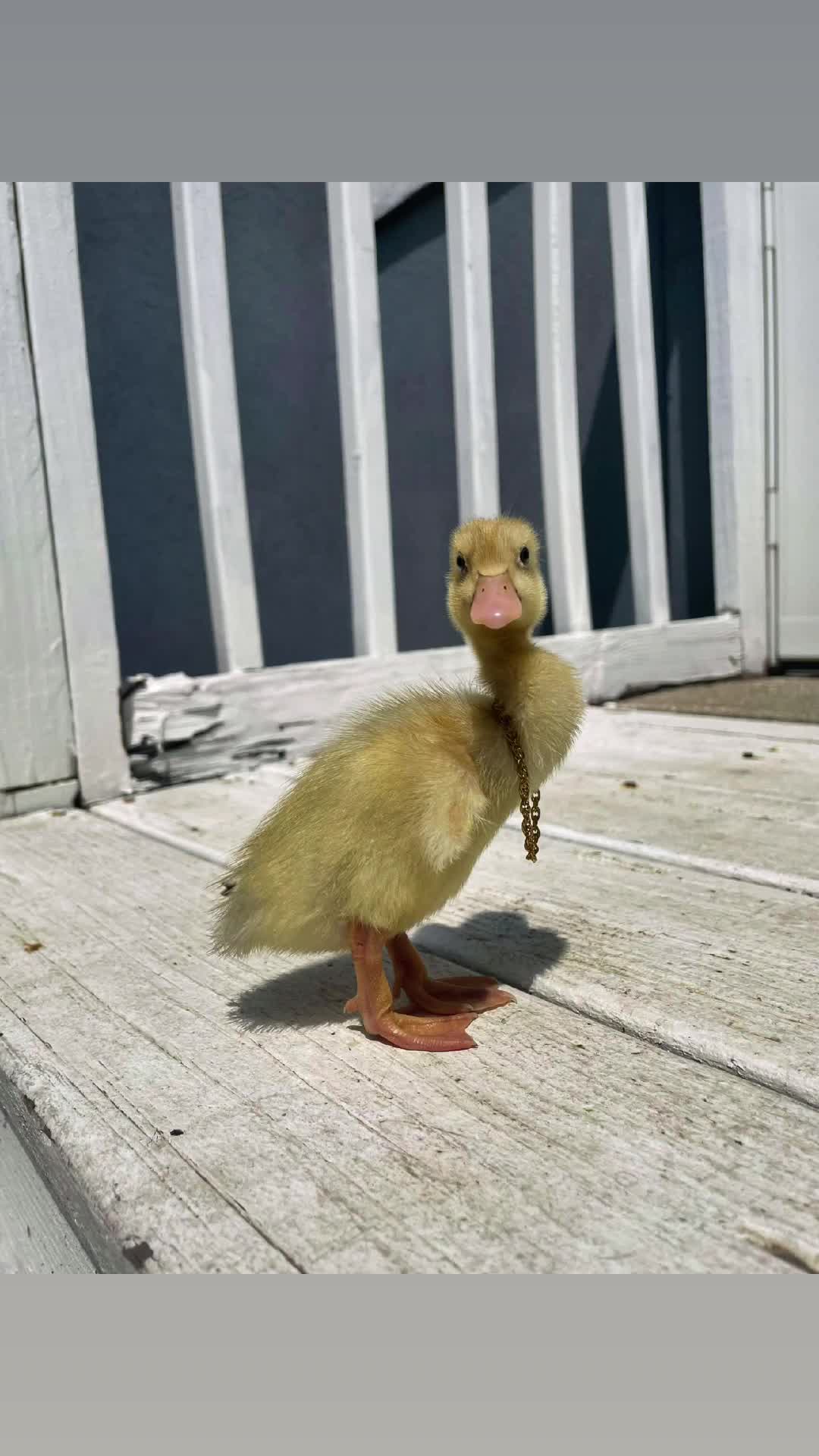 @Duckin_Around