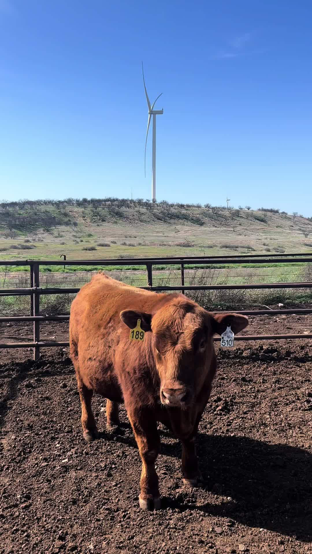 @M5 Red Angus