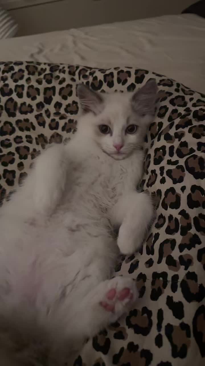 @Ragdoll Kittys🌈🧡🐾