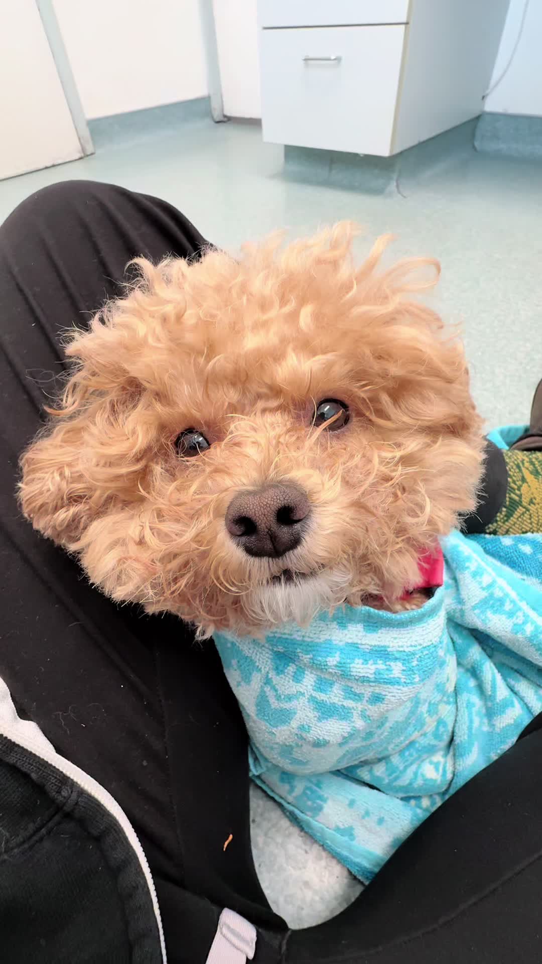 @Elite Pet Dental