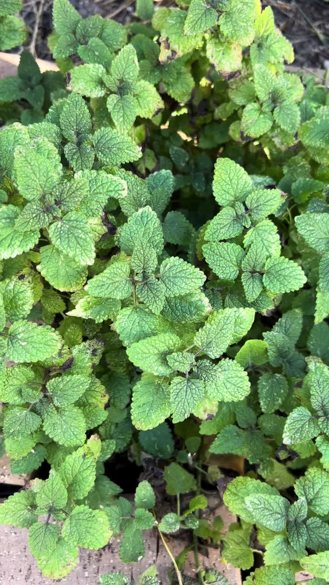 @WaterStreetWellness
