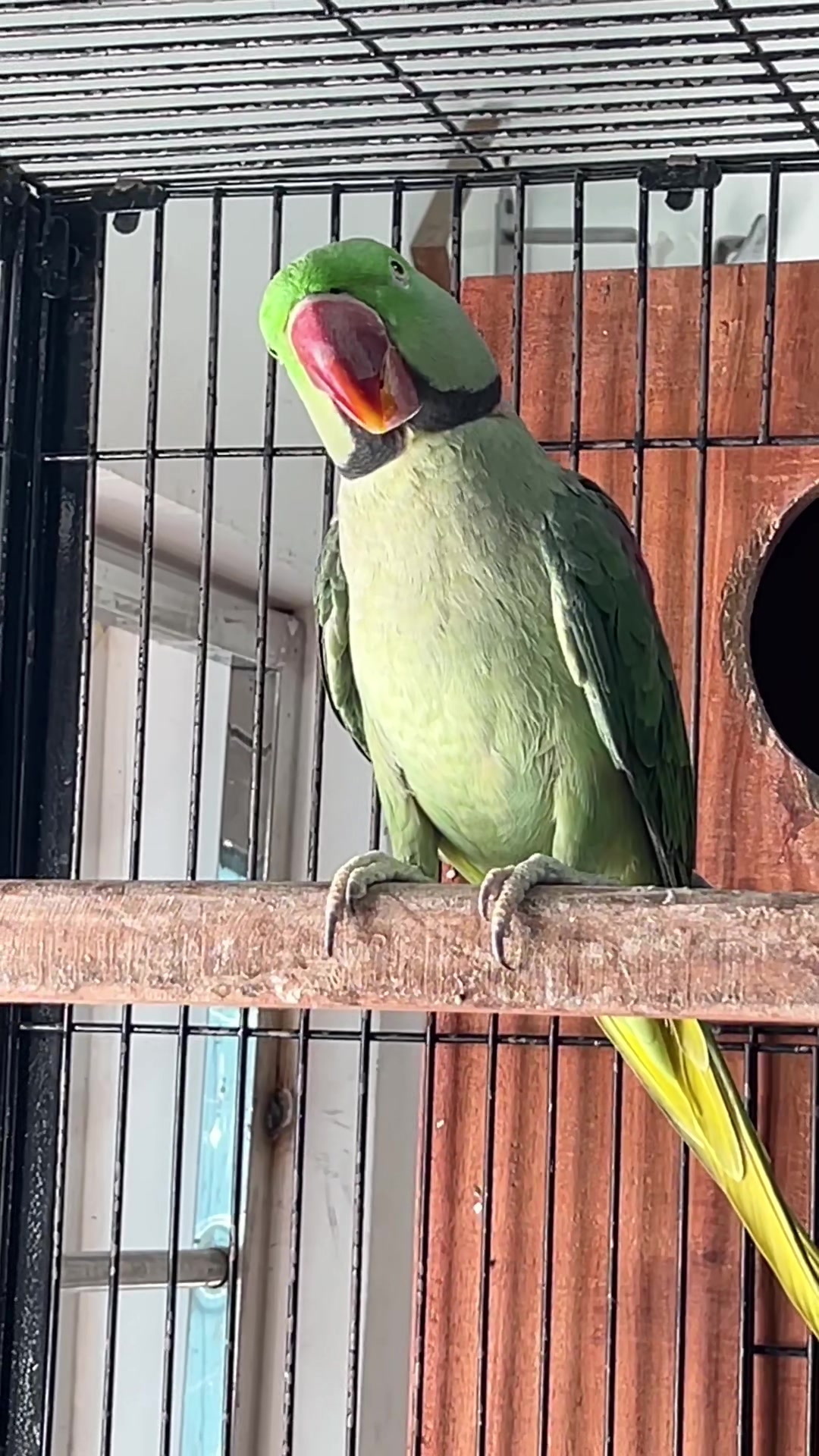 @Zozi Aviary
