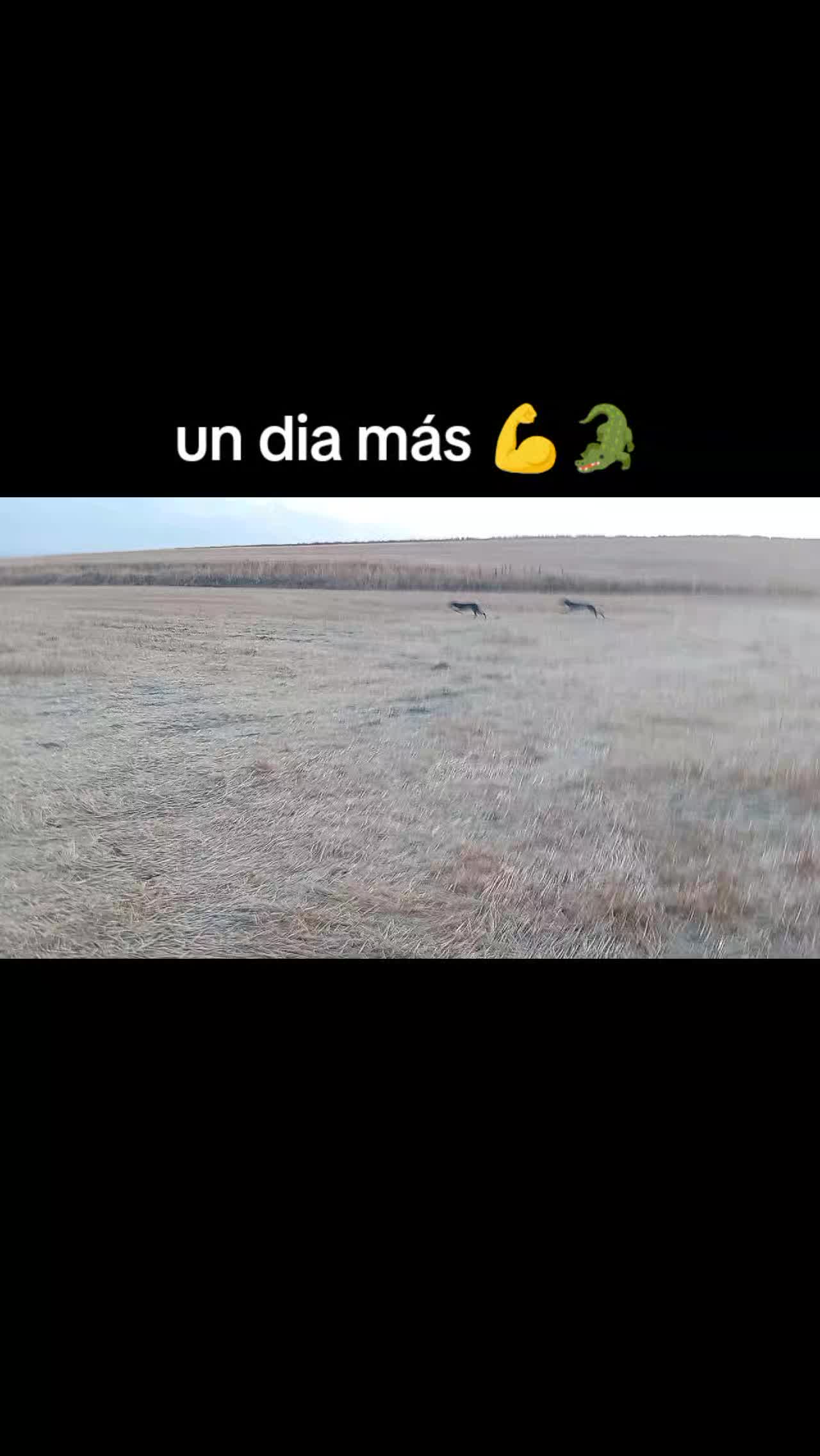 @cocodrilo