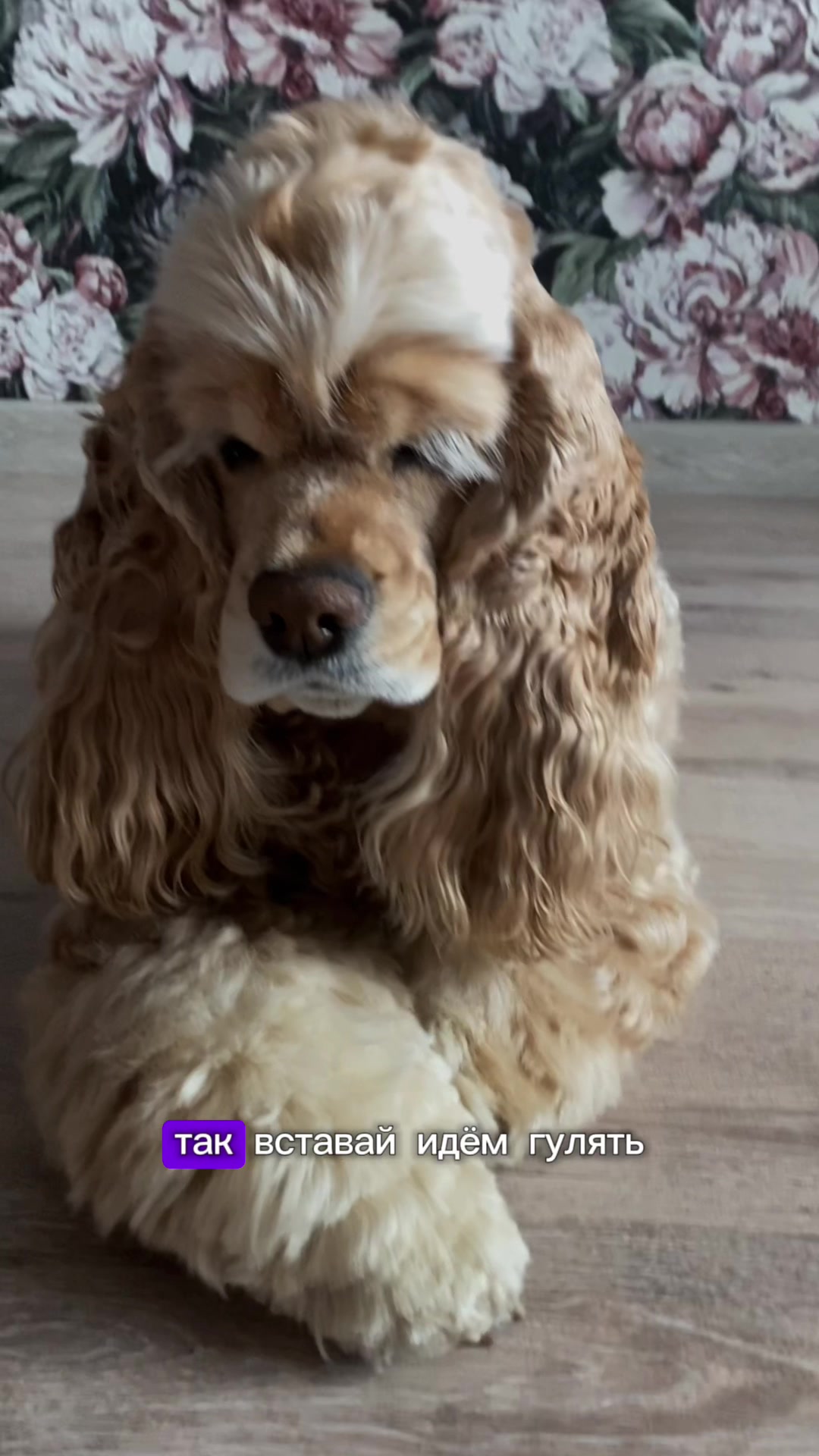 @Донна Дороти 🐶
