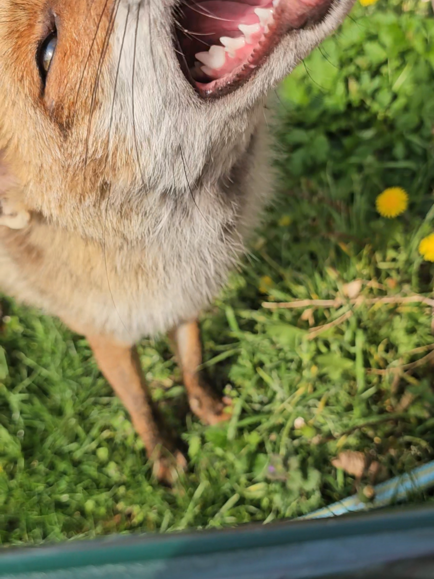 @🦊Welcome to Foxtown🦊