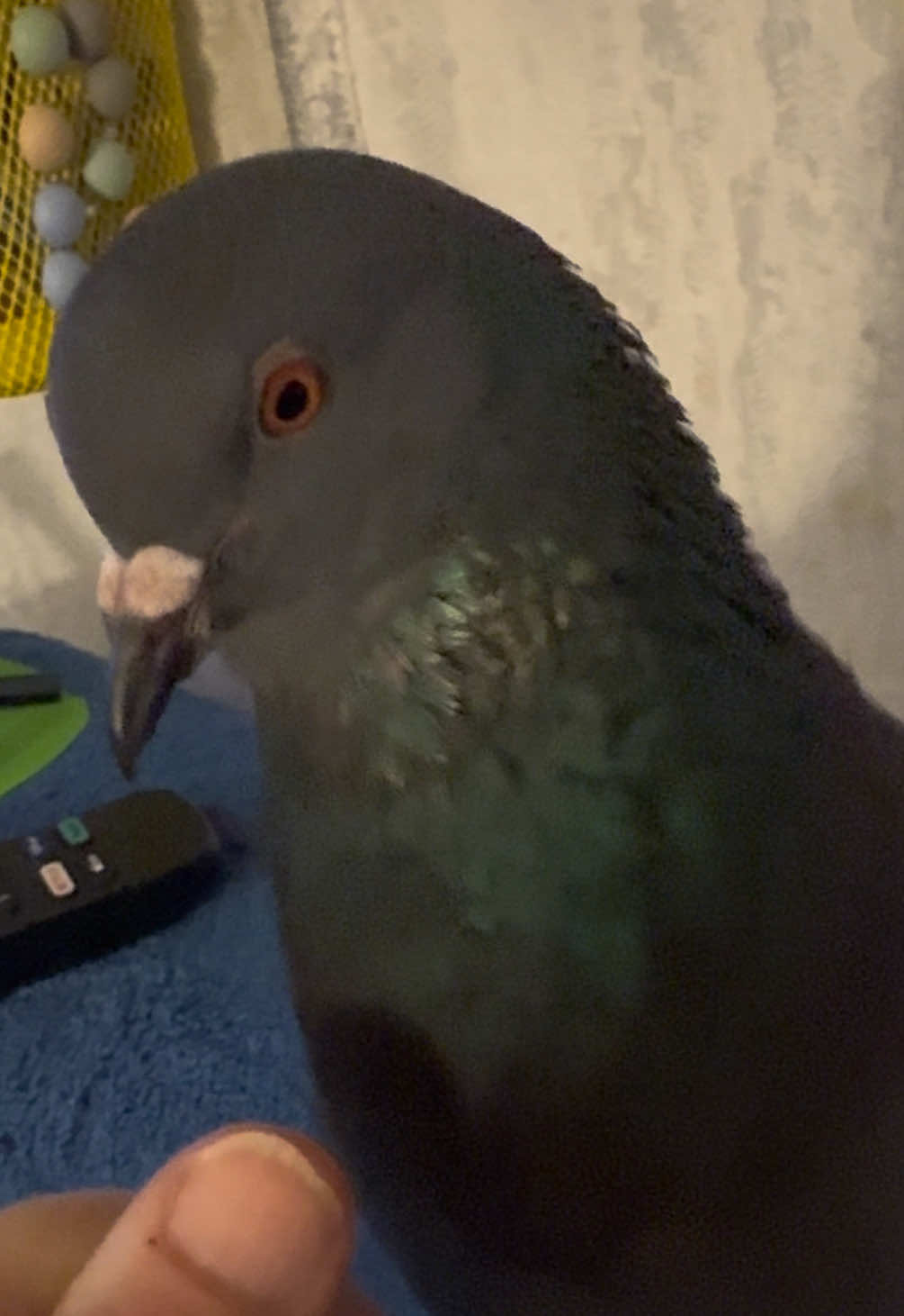 @Beebee The Pigeon