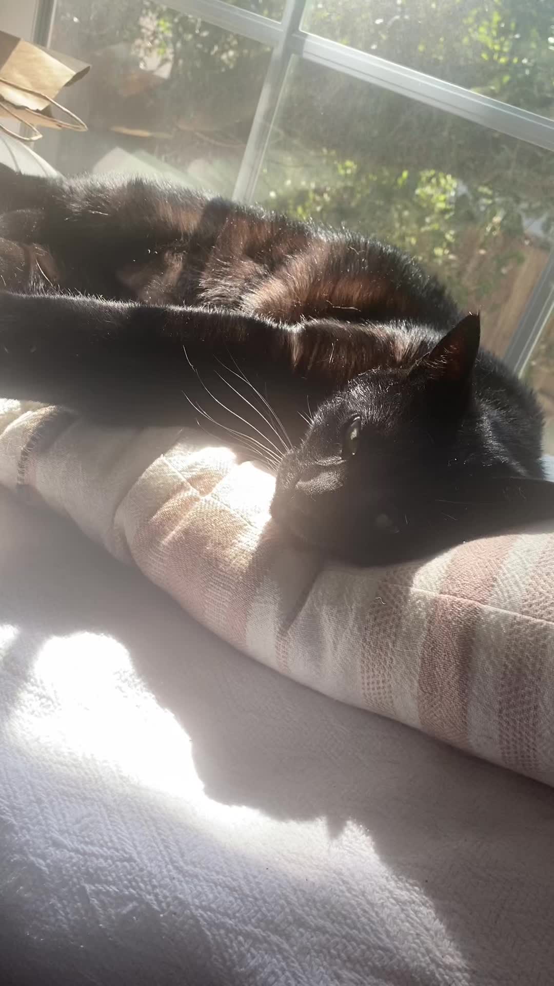 @Mr. Tiny Bagheera